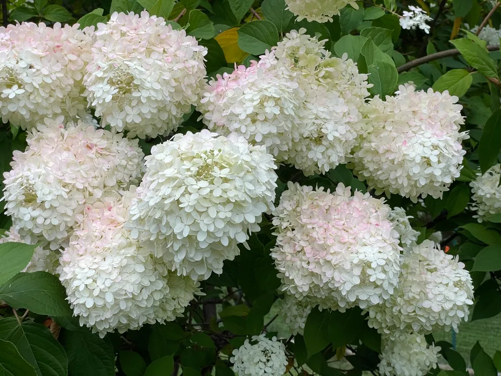 hive hydrangea.jpg