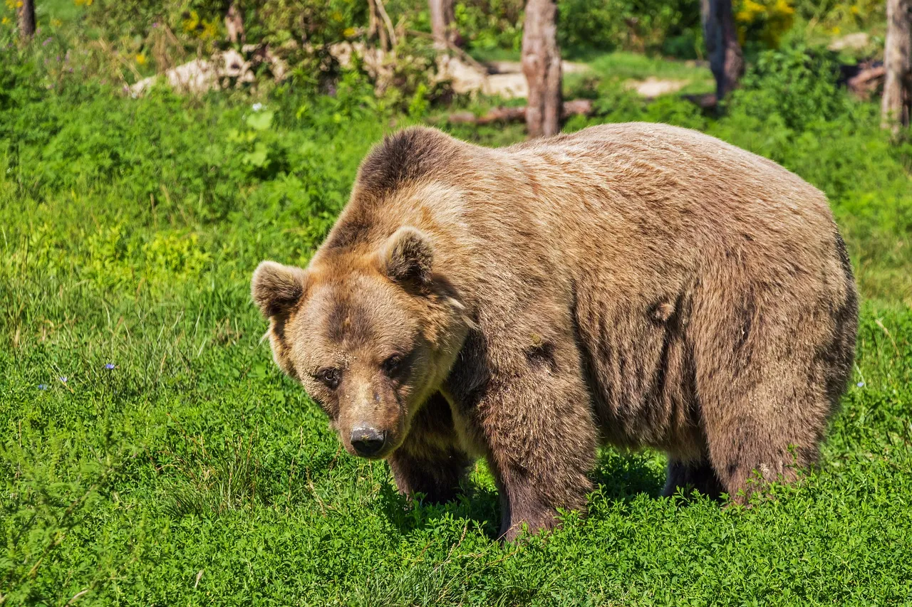 bear-422682_1920.jpg