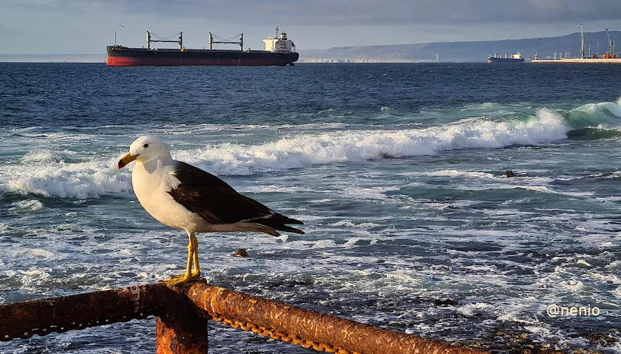 seagull-ship-001.jpg