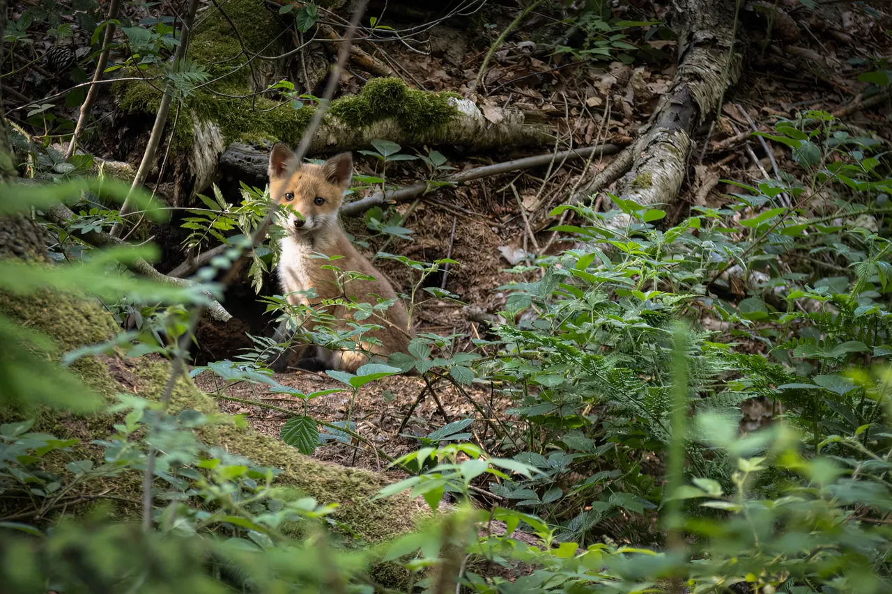 " " \"Fuchs_014_040622.jpg\"""