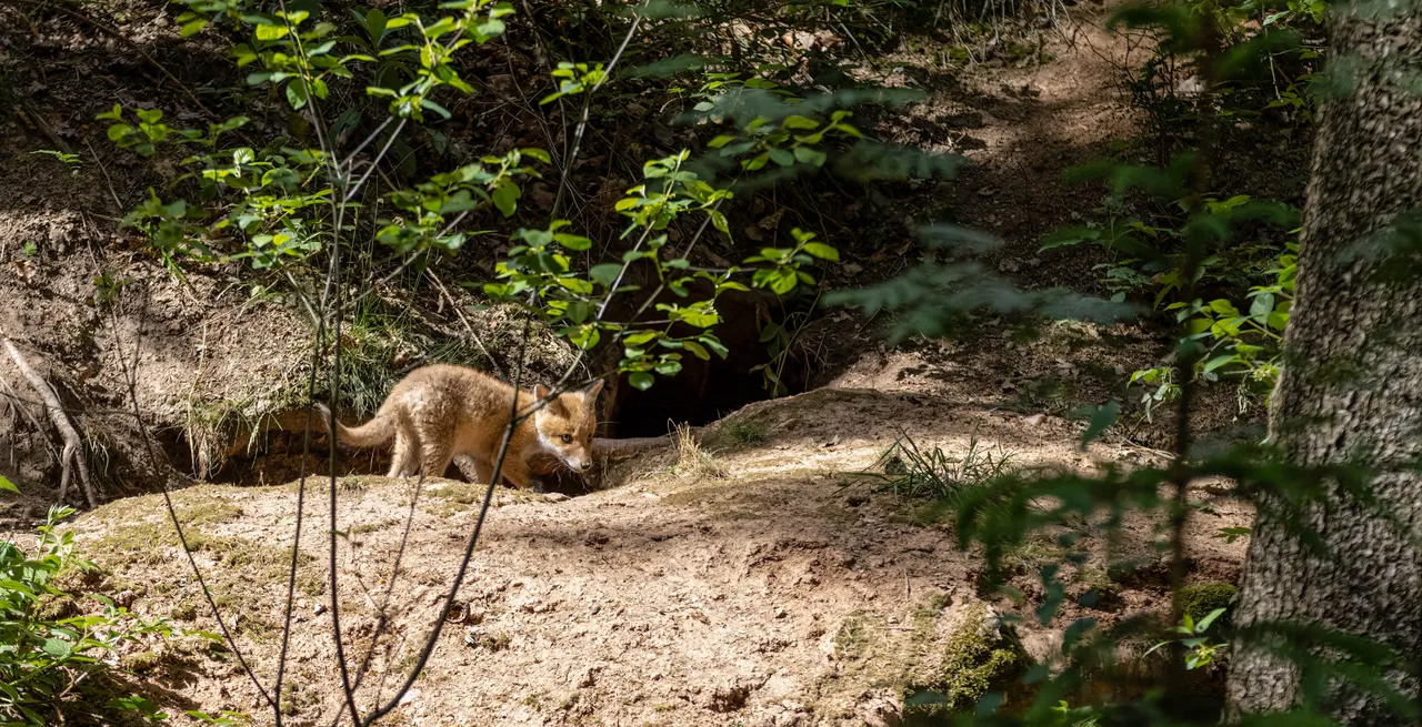 " " \"Fuchs_002_290522.jpg\"""