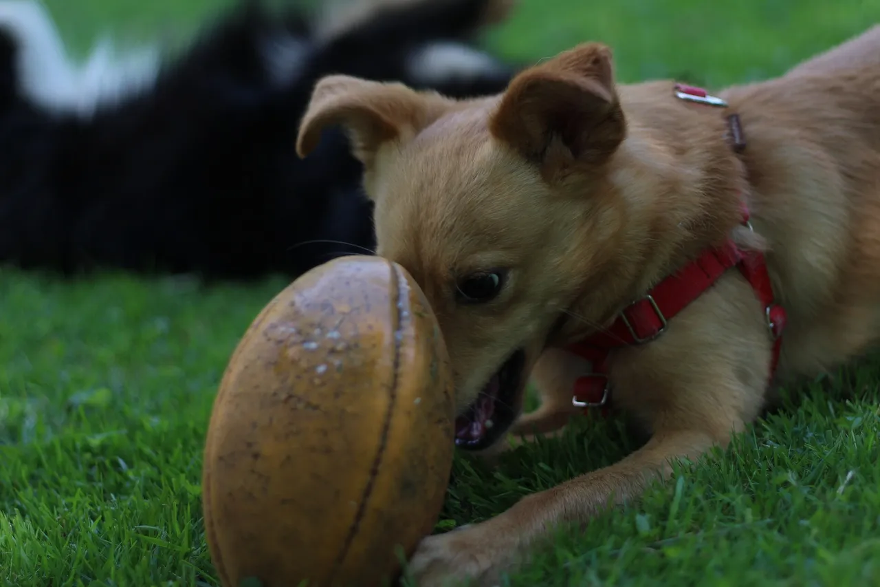 dog-2734057_1920.jpg