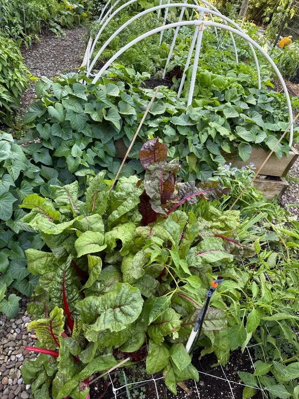 hivegarden-chard.jpg