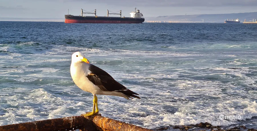 seagull-ship-002.jpg