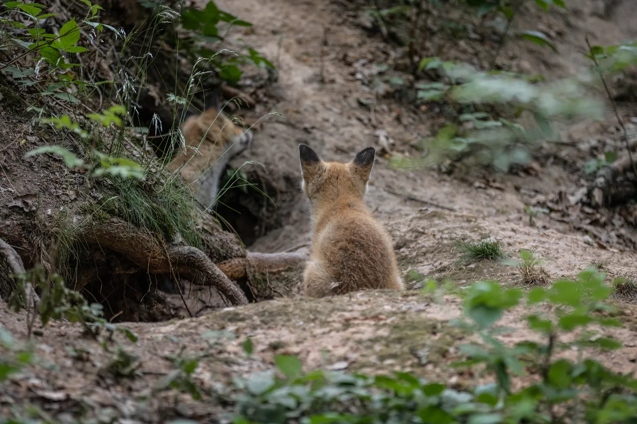 "Fuchs_033_050622.jpg"