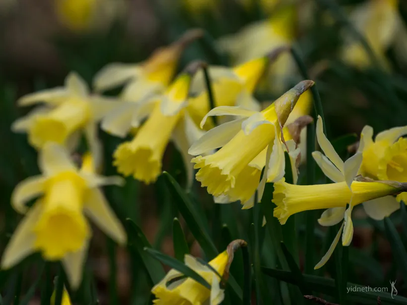 daffodils (6).webp