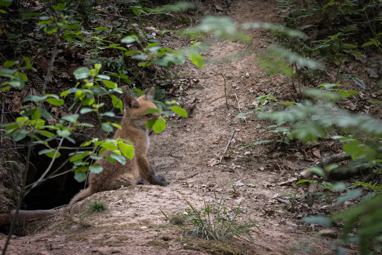 " " \"Fuchs_013_040622.jpg\"""