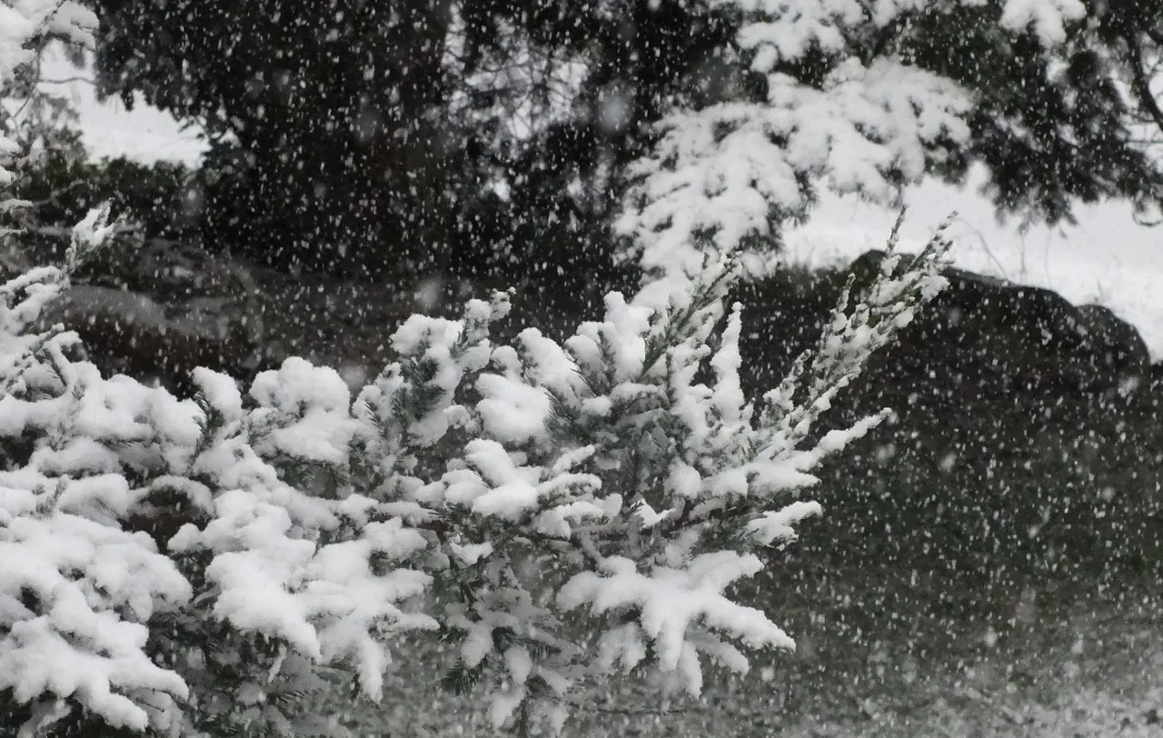 0871SnowyBranch.jpg