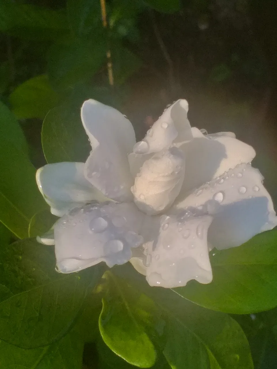 white flower31.jpg