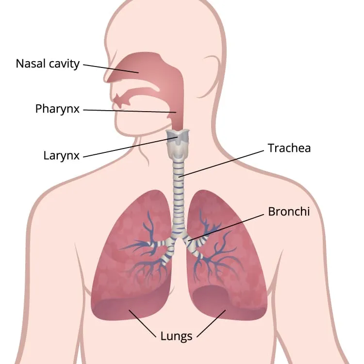 lung-diagram-750.jpg