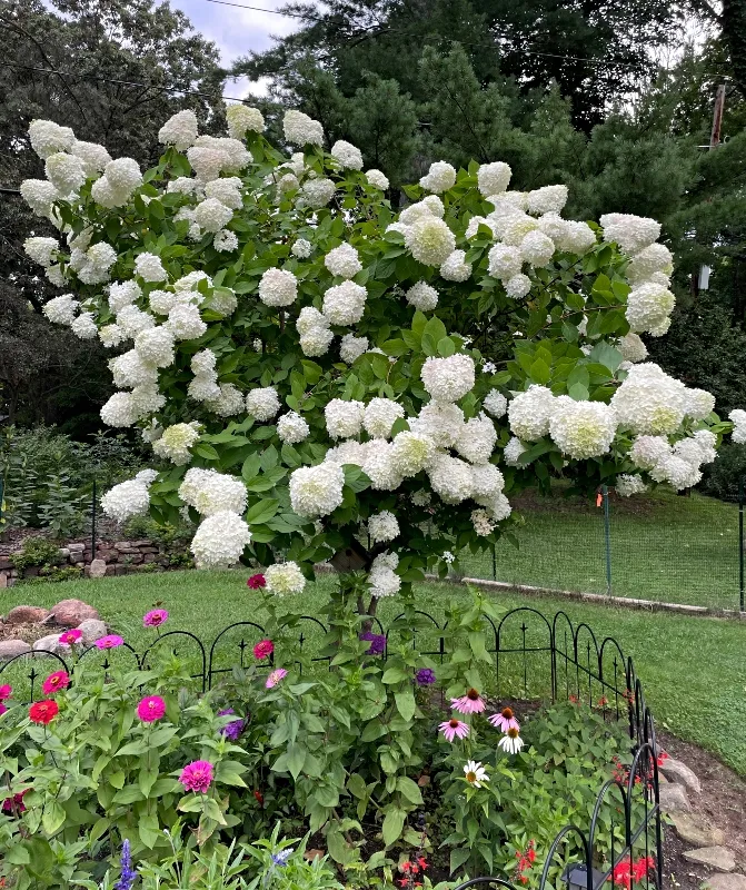 garden-hydrangea.jpg