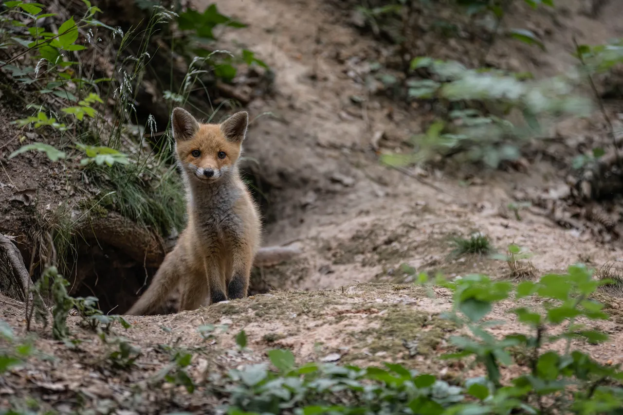 "Fuchs_018_050622.jpg"