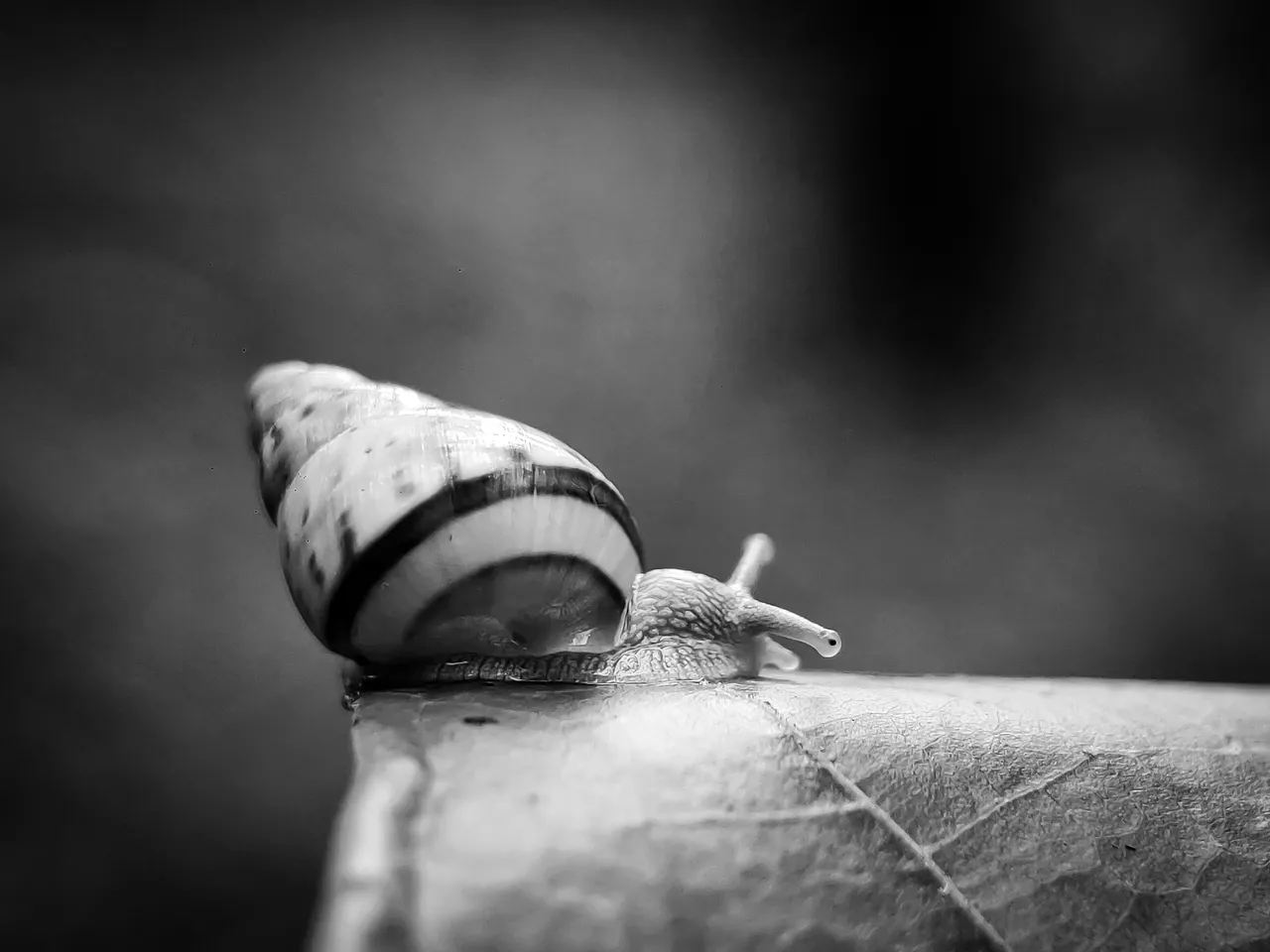 1000089733 (1).jpg