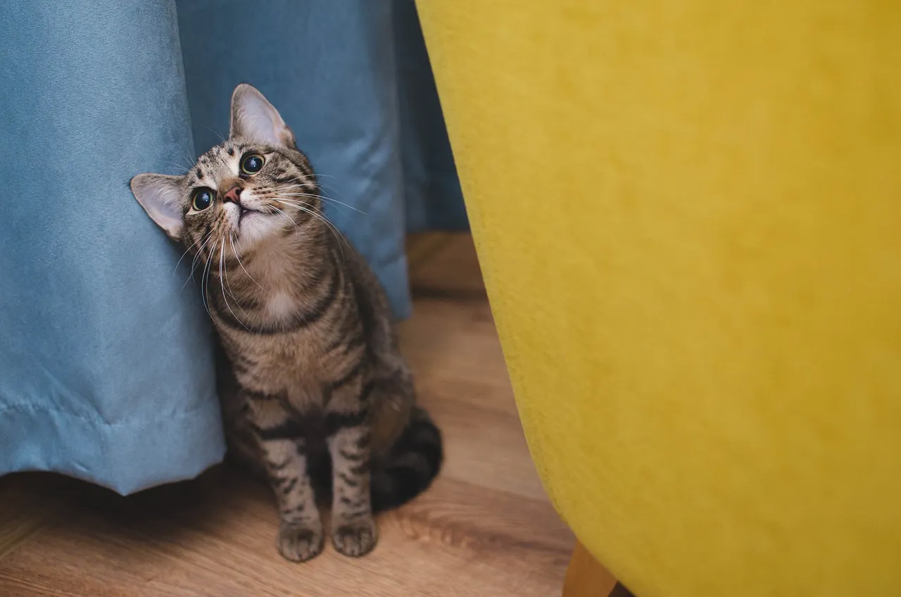 cat-3038243_1280.jpg