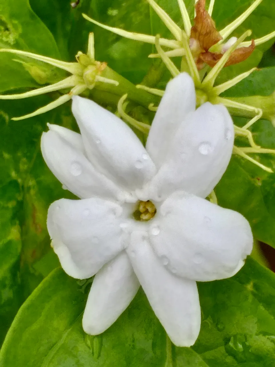 white flower34.jpg