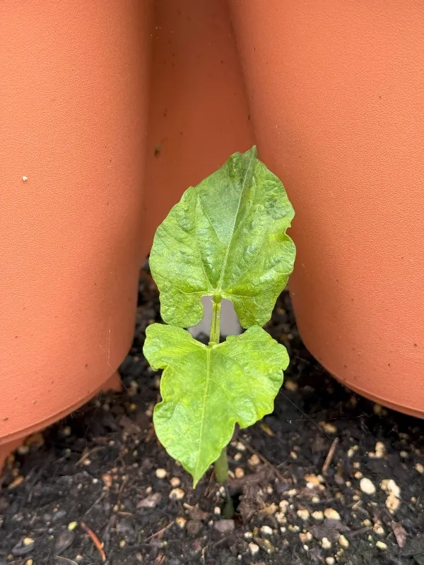 hivegarden-beans.jpg