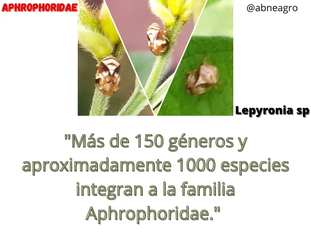 Aphrophoridae(1).png