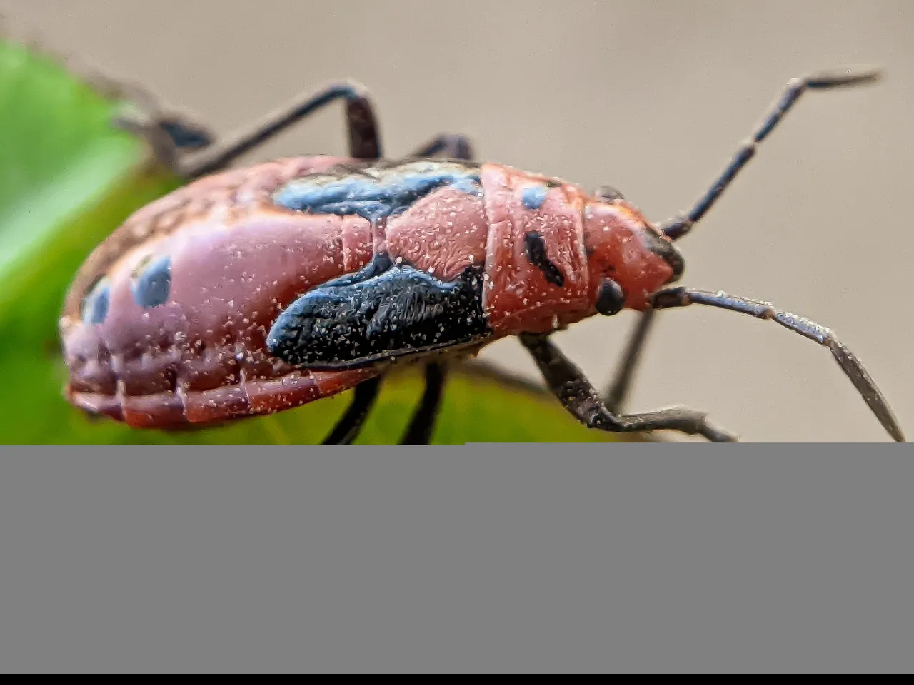 red bug (11).jpg
