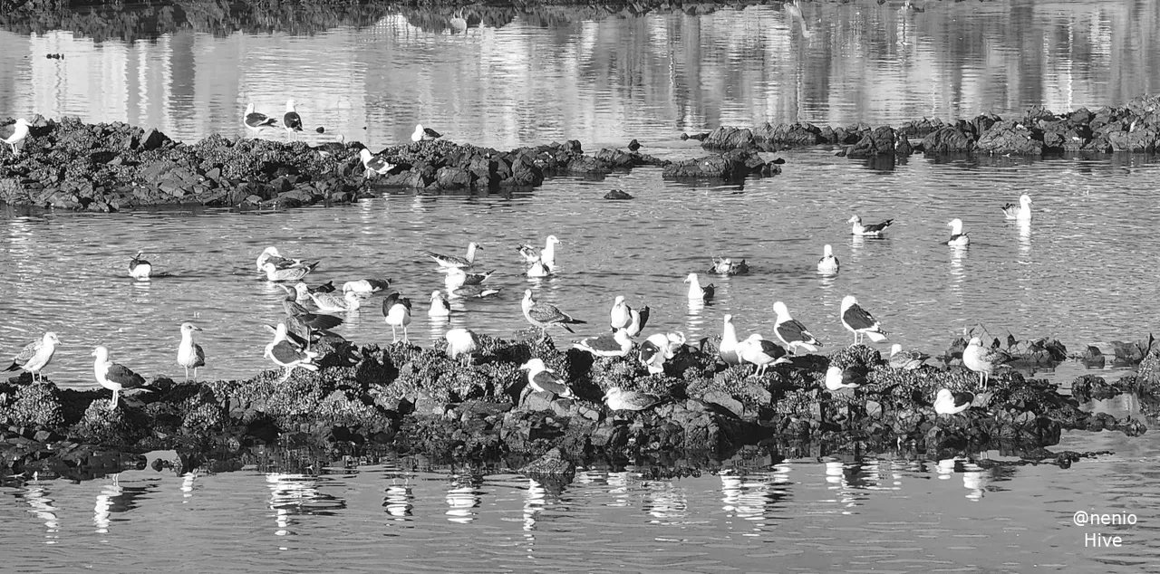 sea-birds-006-bw.jpg