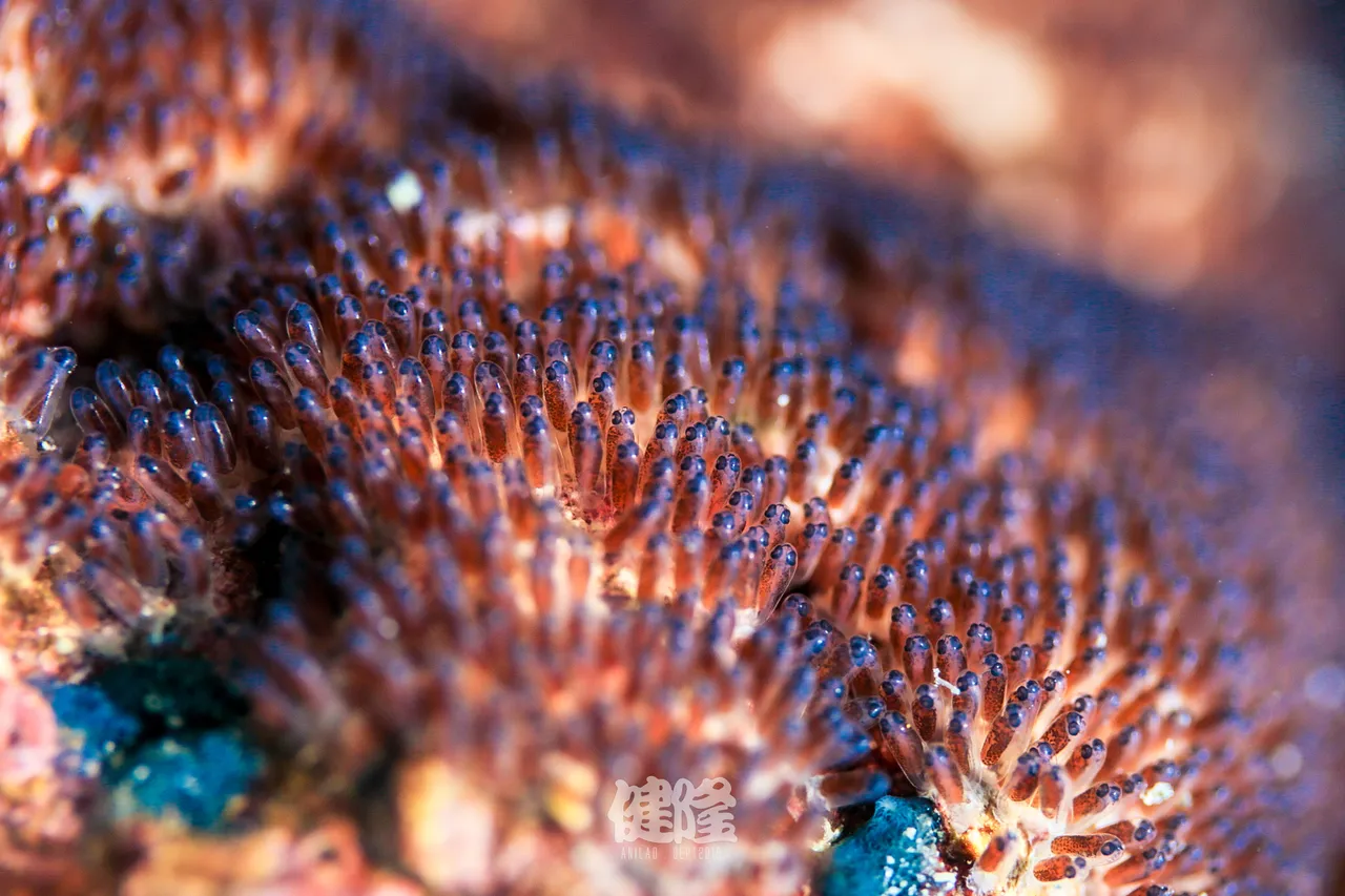nemo eggs-3792.jpg
