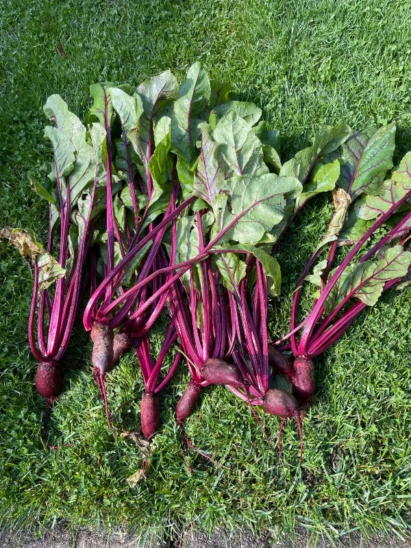 hivegarden-beets.jpg