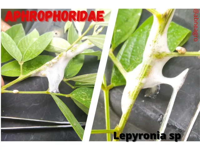Aphrophoridae(3).png