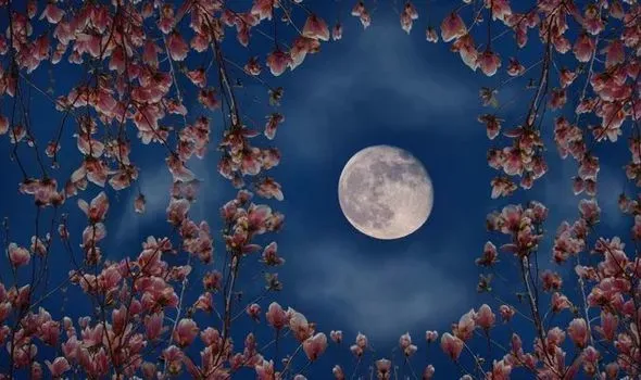 flowermoon20210.jpeg