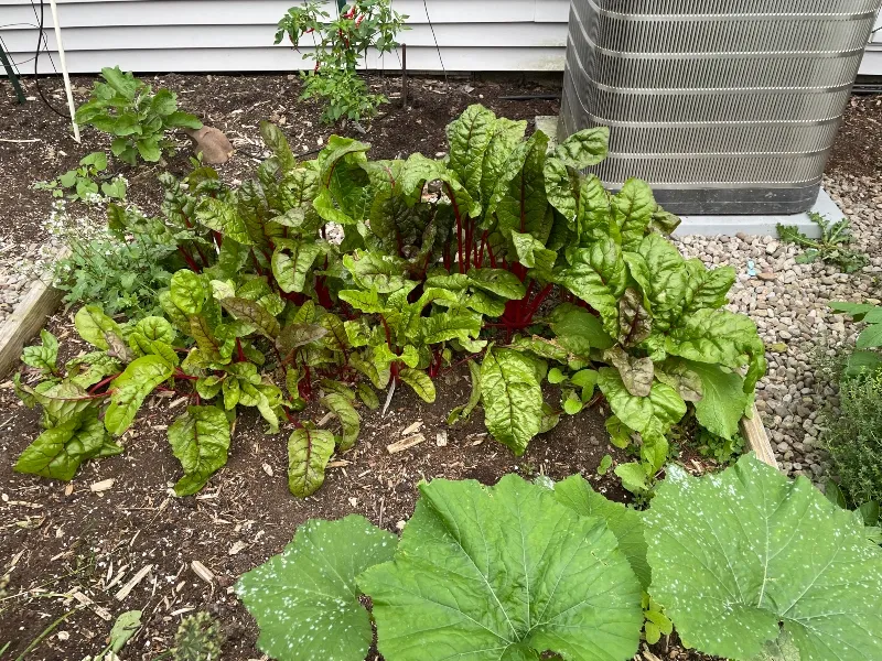 hivegarden-chard.jpg