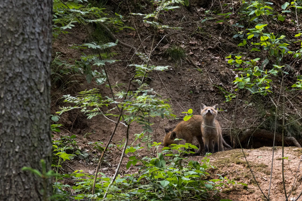 " " \"Fuchs_008_290522.jpg\"""