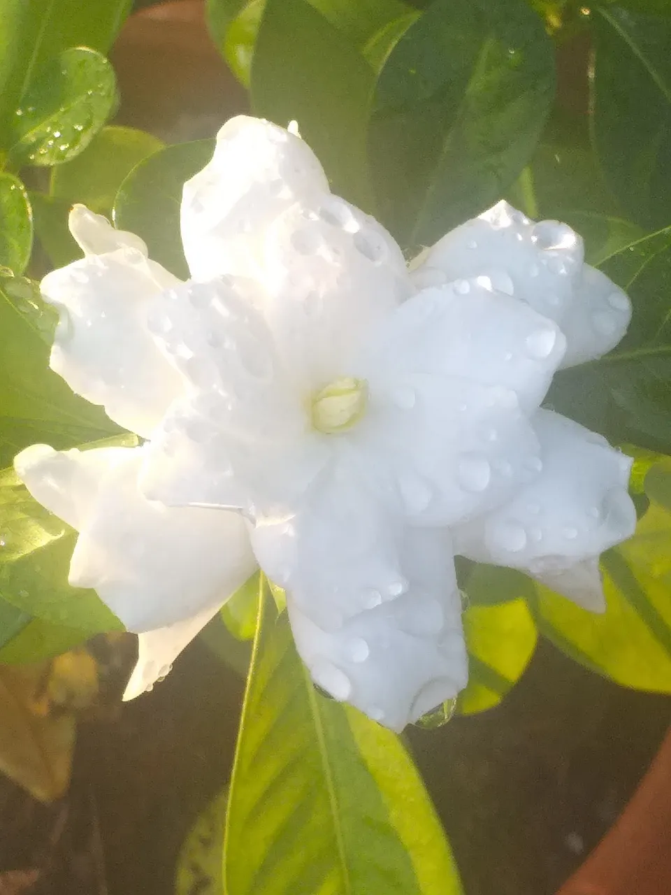 white flower32.jpg