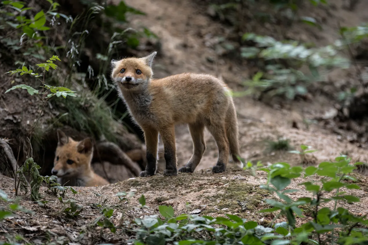 "Fuchs_030_050622.jpg"