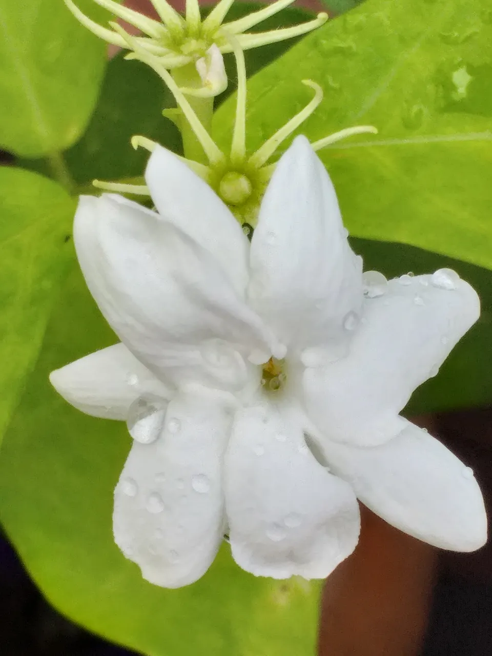 white flower33.jpg