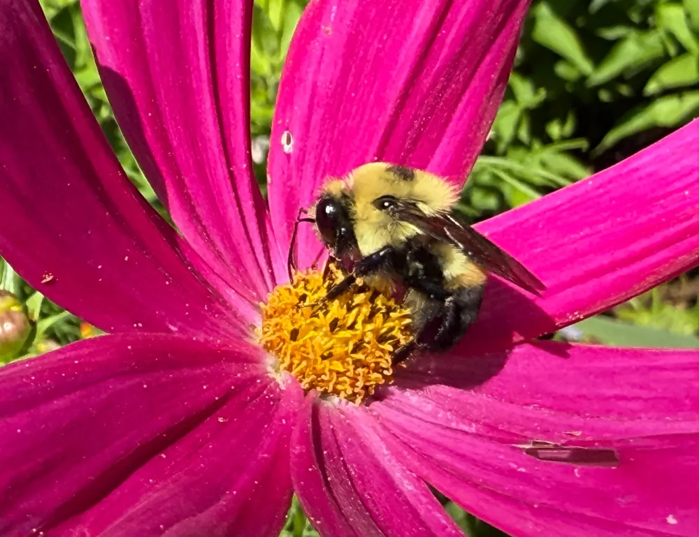 hivegarden-bee-1.jpg