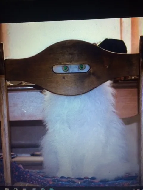 whitealiencateys.jpg