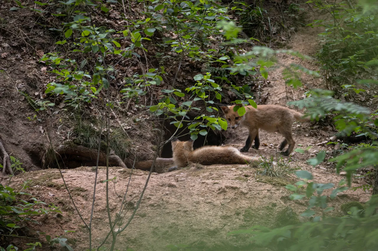 " " \"Fuchs_012_040622.jpg\"""