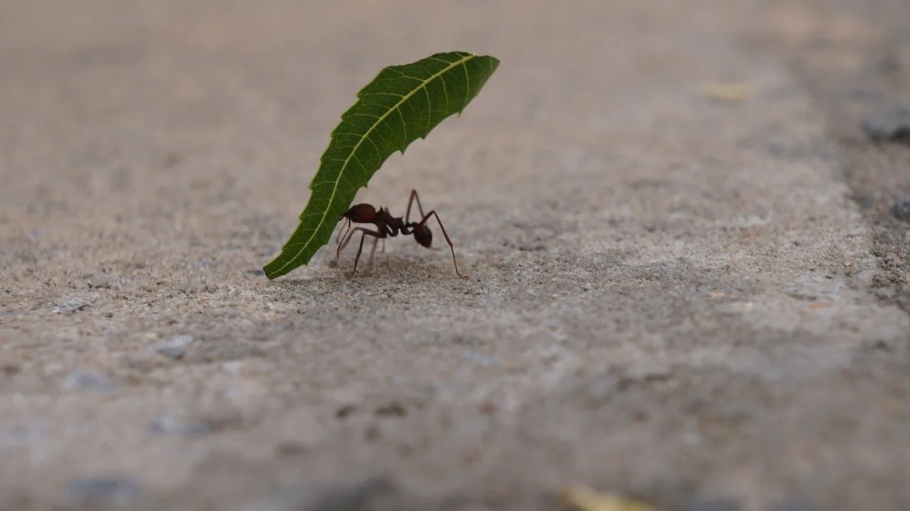 ant-4902223_1280.jpg