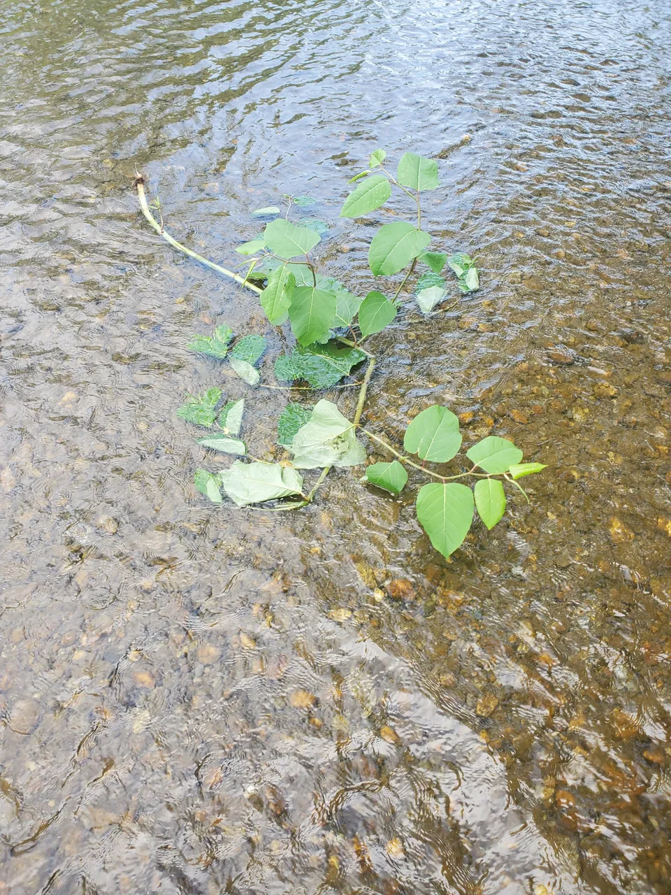 knotweed river.jpg