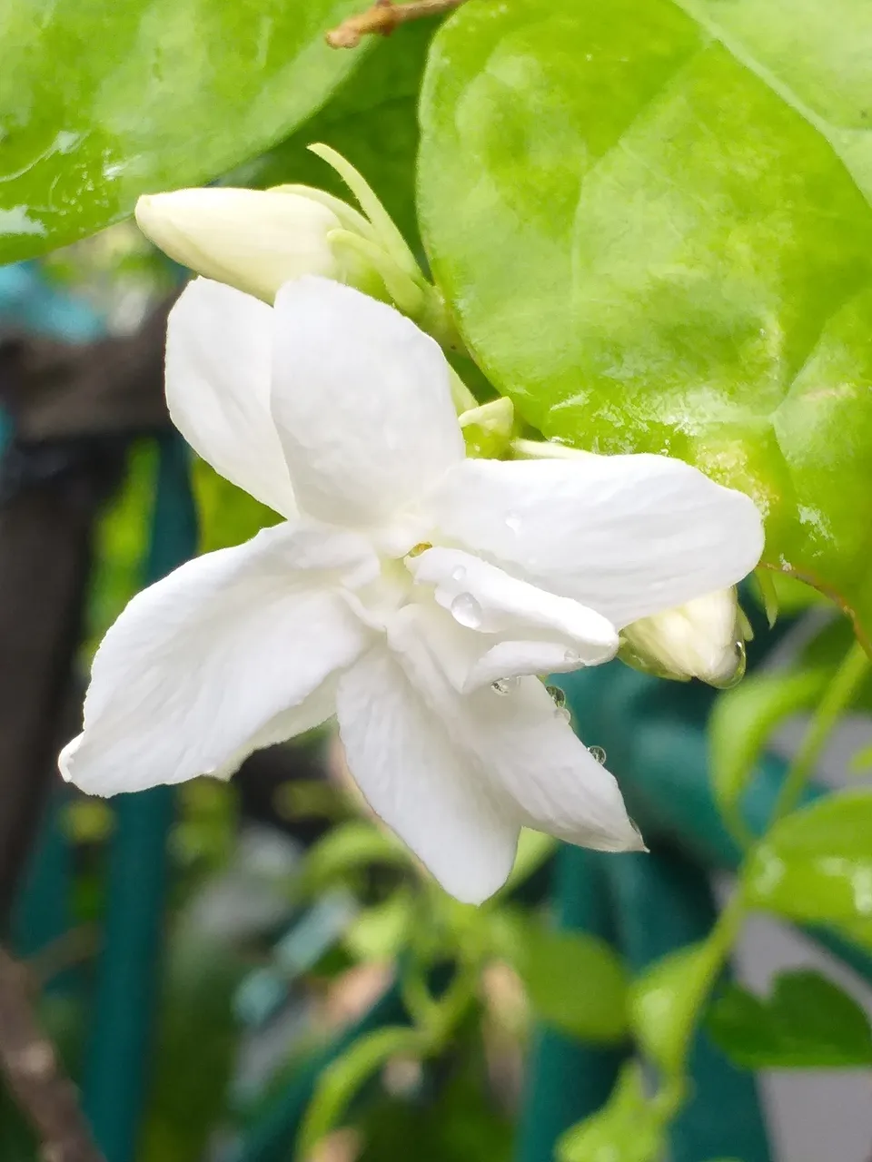 white flower10.jpg