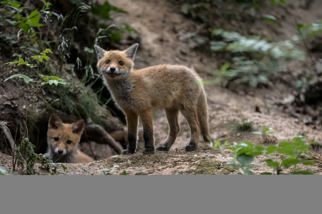 " " \"Fuchs_031_050622.jpg\"""