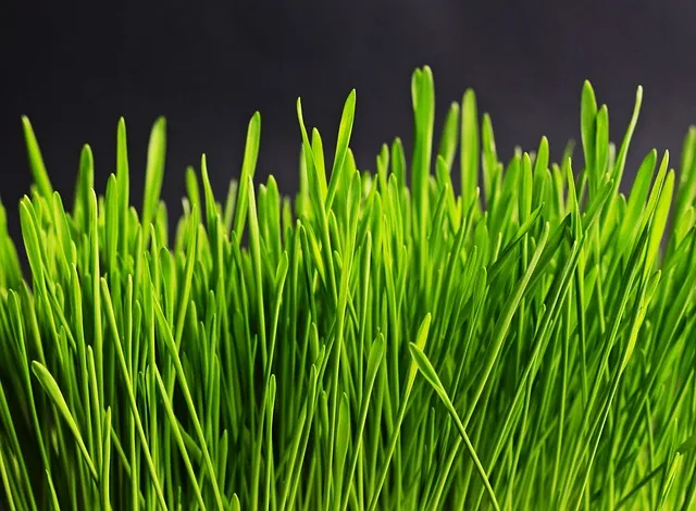 grass-534873_640.jpg