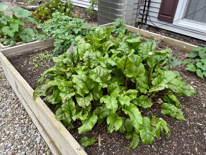 hivegarden-beets.jpg