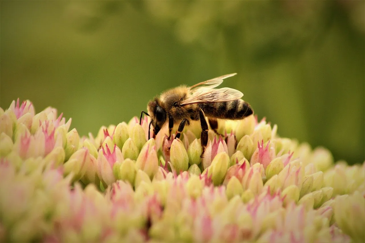 bee-9500879_1280.jpg