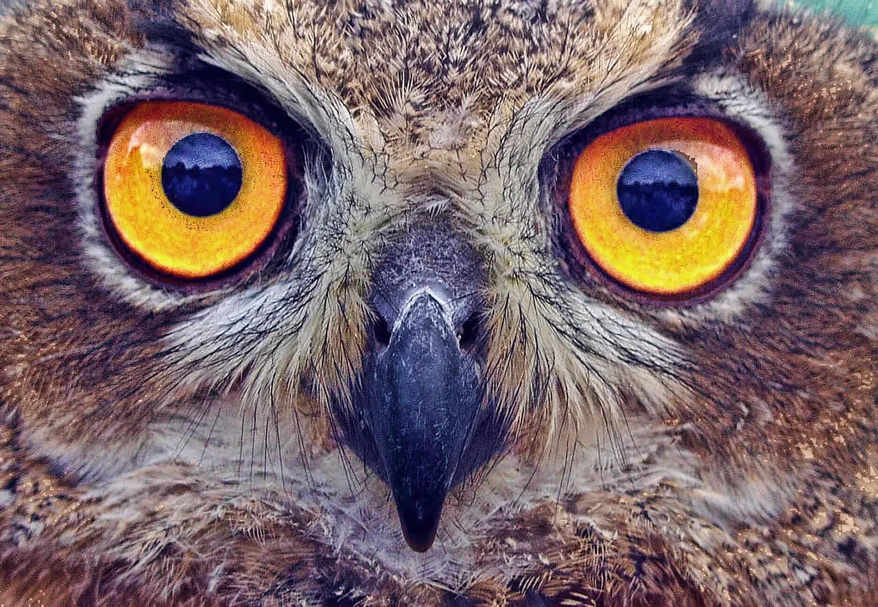 owl-2361801_1920.jpg