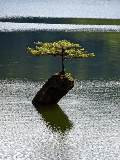 tree-1648524_640.jpg