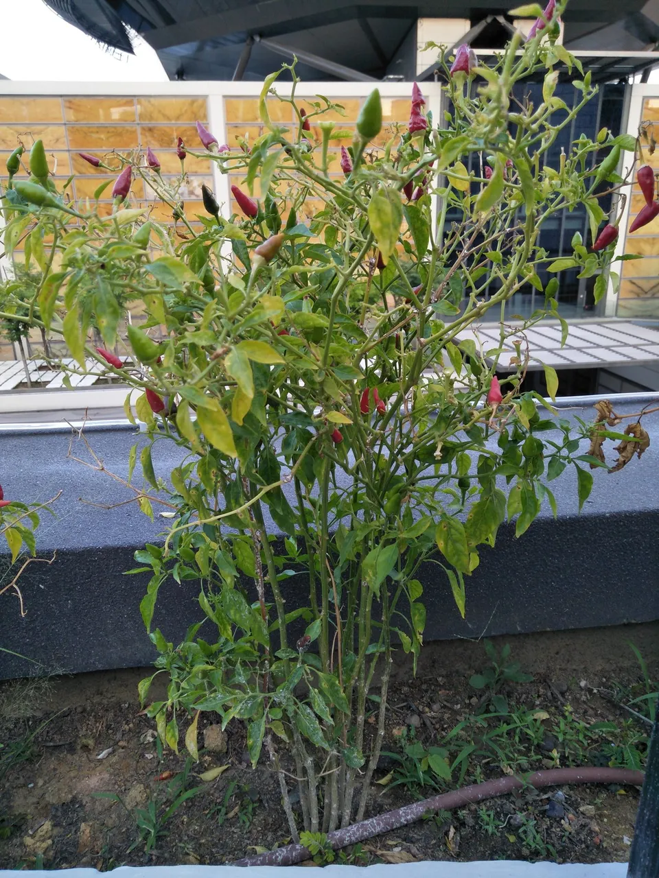 IMG20190831183406.jpg