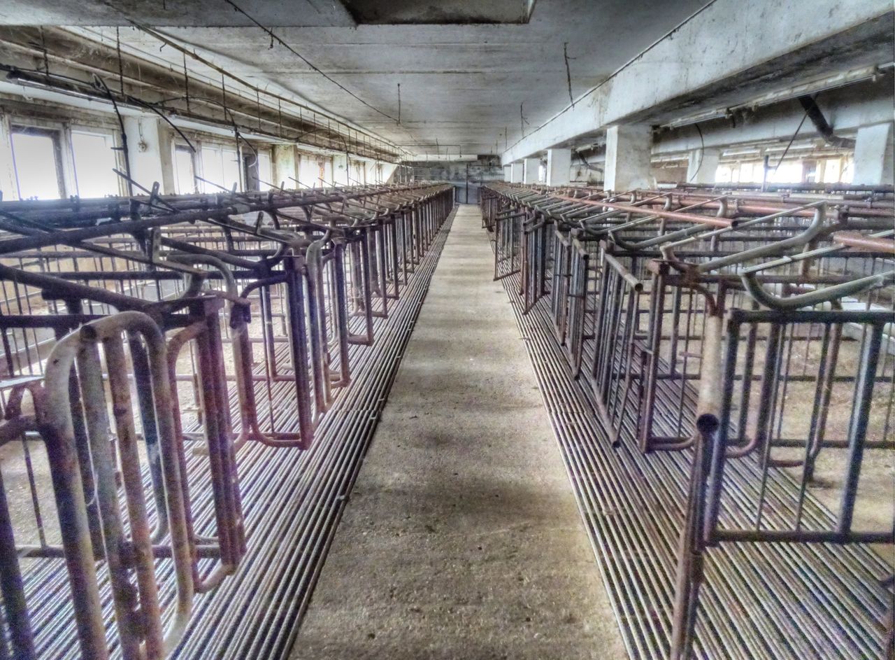 The pigs cages.