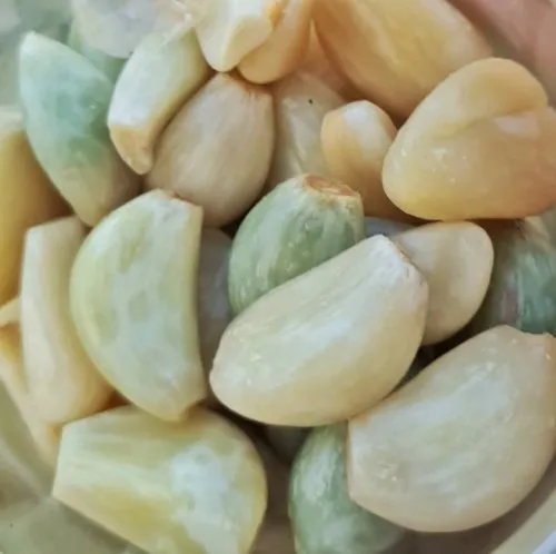 Don't worry if the Garlic in your ferment turns green. It's normal.
