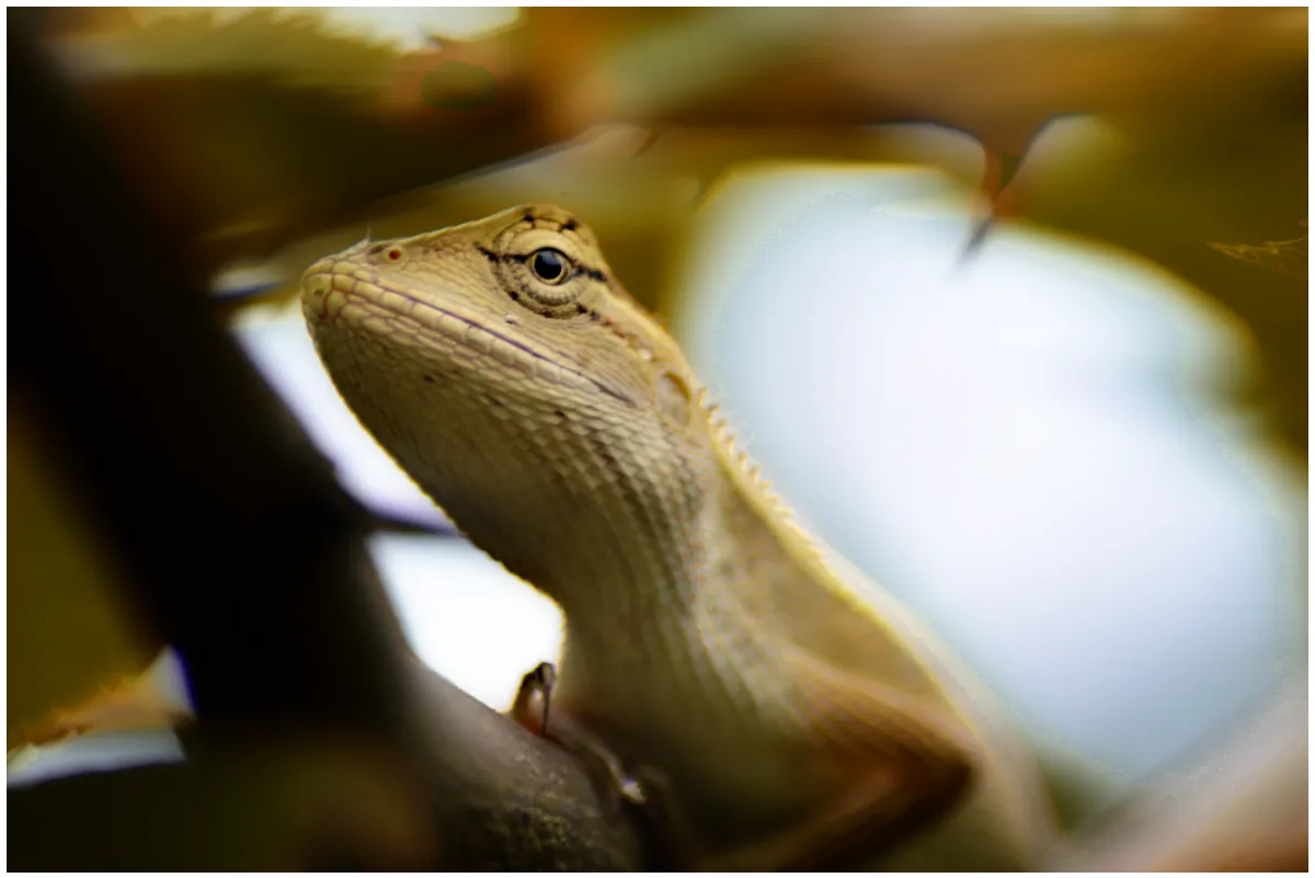 garden Lizard.png