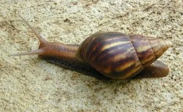 Achatina-fulica.jpg