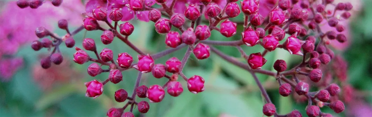 Pink_flowers_BG.jpg